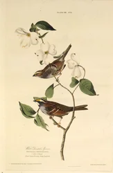 Hvidstruben spurv. Fra The Birds of America, 1827-1838.