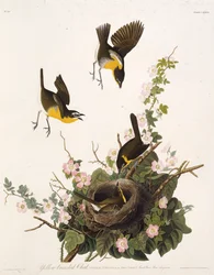 Gulbrystet skovsanger. Fra The Birds of America, 1827-1838