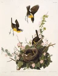 Den gulbrystede sangskovl. Fra Amerikas fugle, 1827-1838