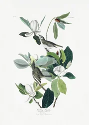 Sangfluesnapper fra *Birds of America* (1827)