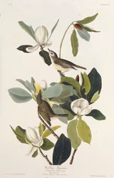 Warbling Fluesnapper. Fra The Birds of America, 1827-1838.