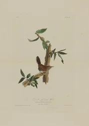 Bewicks langhalede gærdesmutte, fra Birds of America, graveret af Robert Havell (1793-1878)