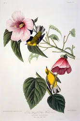 Blue Winged Yellow Warbler, fra Birds of America, graveret af Robert Havell (1793-1878)