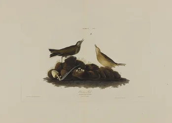 Brown Lark, fra Birds of America, graveret af Robert Havell (1793-1878)