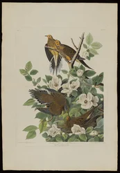 Carolina Pigeon eller Turtle Dove, fra Birds of America, graveret af Robert Havell (1793-1878)