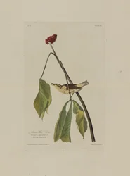 Louisiana Water Thrush, fra Birds of America, graveret af Robert Havell (1793-1878)