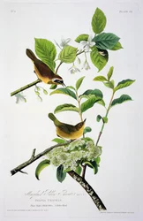 Maryland Yellow Throat, fra Birds of America, indgraveret af Robert Havell (1793-1878)