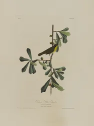 Roscoes Yellow Throat, fra Birds of America, indgraveret af Robert Havell (1793-1878)