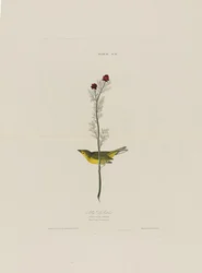 Selbys Fly Catcher, fra Birds of America, graveret af Robert Havell (1793-1878)
