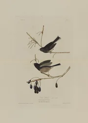 Snefugl, fra Birds of America, graveret af Robert Havell (1793-1878)