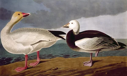 Snow Goose, fra Birds of America, graveret af Robert Havell (1793-1878) 1837
