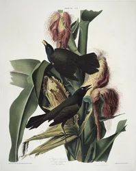 The Purple Grackle, fra Birds of America, indgraveret af Robert Havell (1793-1878)