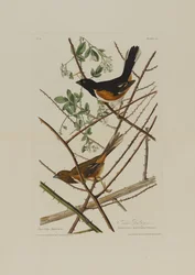 The Towhe Bunting, fra Birds of America, indgraveret af Robert Havell (1793-1878)