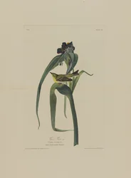 Vigers Vireo, fra Birds of America, graveret af Robert Havell (1793-1878)