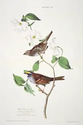 White Throated Sparrow, fra Birds of America, graveret af Robert Havell (1793-1878)