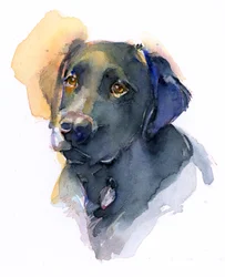 Sort labrador, 2017