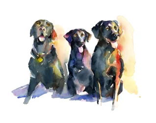 Tre sorte labradorer, 2015