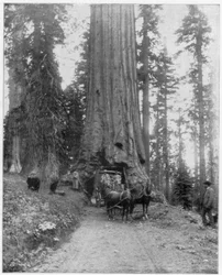 Vej, der går gennem en Giant Sequoia, Mariposa Grove, Wawona, Californien, slutningen af det 19. århundrede