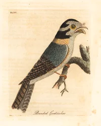 Australsk uglenatskælv, Aegotheles cristatus eller gulbrun frømund, Podargus strigoides? (Banded goatsucker, Caprimulgus vittatus.) Håndfarvet kobberplade tegnet og indgraveret af John Latham fra hans egen A General History of Birds, Winchester
