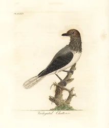 Skægget klokke-fugl, Procnias averano (broget skræpper, Ampelis variegata). Håndkoloreret kobberstik tegnet og graveret af John Latham fra hans eget A General History of Birds, Winchester