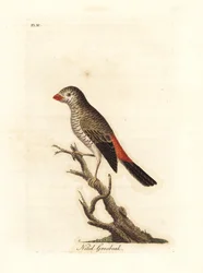 Smuk ildhale, Stagonopleura bella (skinnende kernebider, Loxia nitida). Tegnet og graveret af John Latham til hans eget værk A General History of Birds, Winchester