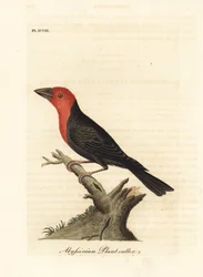 Sortnæbbet skægfugl, Lybius guifsobalito (abessinsk planteskærer, Loxia tridactyla). Håndkoloreret kobberstik, tegnet og graveret af John Latham fra hans egen A General History of Birds, Winchester
