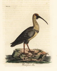 Sort-faced ibis, Theristicus melanopis (Tantalus melanops). Håndfarvet kobberplade tegnet og graveret af John Latham fra hans egen A General History of Birds, Winchester