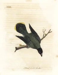 Sorthovedet bulbul, Pycnonotus atriceps (Sorthovedet tobbe, Lanius melanocephalus). Indfødt af Hawaii ifølge Latham, Australien ifølge Shaw. Håndfarvet kobberplade tegnet og graveret af John Latham fra hans egen A General History of Birds, Wi
