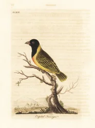 Sorthovedet gulkravevæver, Ploceus melanocephalus capitalis (Capital tanager, Tanagra capitalis). Håndfarvet kobberplade tegnet og indgraveret af John Latham fra hans egen A General History of Birds, Winchester