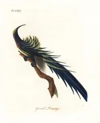 Sort seglnæb, Epimachus fastosus. Sårbar. (Stor promerops, Upupa superba.) Ny Guinea. Håndkoloreret kobberstik tegnet og graveret af John Latham fra hans egen A General History of Birds, Winchester