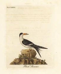 Sort skimmer, Rynchops niger (Rhynchops nigra). Håndfarvet kobberplade tegnet og graveret af John Latham fra hans egen A General History of Birds, Winchester