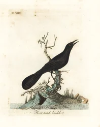 Bådhalet trupial, Quiscalus major (bådhalet myna, Gracula barita). Håndkoloreret kobberstik tegnet og graveret af John Latham fra hans eget værk A General History of Birds, Winchester