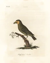 Brunhovedet barbet, Megalaima zeylanica? (Buff-faced barbet, Bucco lathami). Fra et eksemplar mærket Megalaima lathami i British Museum. Håndfarvet kobberplade tegnet og indgraveret af John Latham fra hans egen A General History of Birds, Winchester