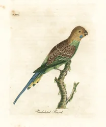 Undulat, Melopsittacus undulatus (Unduleret papegøje, Psittacus undulatus). Håndfarvet kobberplade tegnet og graveret af John Latham fra hans egen A General History of Birds, Winchester