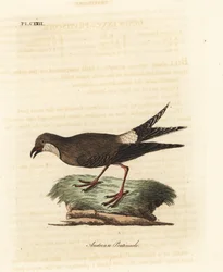 Collared pratincole, Glareola pratincola (østrigsk pratincole, Glareola austriaea). Håndfarvet kobberplade tegnet og graveret af John Latham fra hans egen A General History of Birds, Winchester