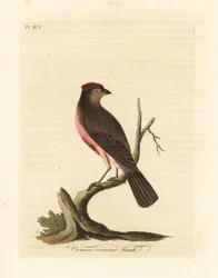 Almindelig rødbarke, Carduelis flammea (Crimson-kronfink, Fringilla flammea). Håndfarvet kobberplade tegnet og graveret af John Latham fra hans egen A General History of Birds, Winchester