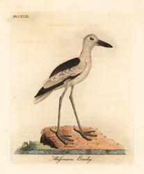 Krabbehøne, Dromas ardeola (Abyssinian erody, Ardea pondiceriana). Håndfarvet kobberplade tegnet og graveret af John Latham fra hans egen A General History of Birds, Winchester