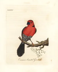 Crimson-breasted gronbeak. Ukendte eller muligvis uddøde arter af grobeak hjemmehørende i Afrika. Håndfarvet kobberplade tegnet og graveret af John Latham fra hans egen A General History of Birds, Winchester