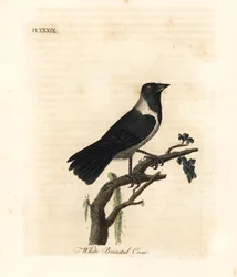 Daurian-jackdaw, Corvus dauuricus (Hvidbrynet krage, Corvus dauricus). Håndfarvet kobberplade tegnet og graveret af John Latham fra hans egen A General History of Birds, Winchester
