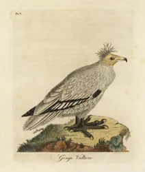 Egyptisk grib, Neophron percnopterus ginginianus.1824 (gravering)
