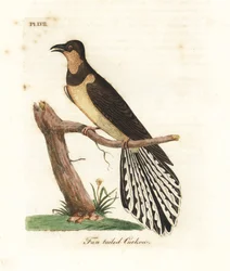 Viftehalet gøg, Cacomantis flabelliformis (gøg med viftehale, Cuculus flabelliformis). Håndkoloreret kobberstik tegnet og graveret af John Latham fra hans eget værk A General History of Birds, Winchester