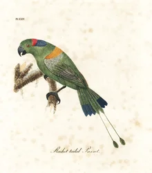 Guldkappet ketcherhale, Prioniturus platurus (ketcherhalepapegøje). Håndfarvet kobberplade tegnet og graveret af John Latham fra hans egen A General History of Birds, Winchester