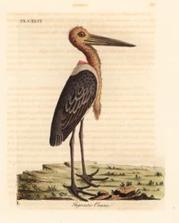 Større adjudant, Leptoptilos tvivlsom. truet. (Gigantisk kran, Ardea argala.) Håndfarvet kobberplade tegnet og indgraveret af John Latham fra hans egen A General History of Birds, Winchester