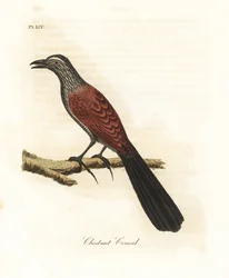 Større coucal eller kragefasan, Centropus sinensis (kastanje coucal). Håndfarvet kobberplade tegnet og graveret af John Latham fra hans egen A General History of Birds, Winchester