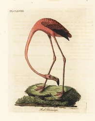 Større flamingo, Phoenicopterus roseus eller amerikansk flamingo, Phoenicopterus ruber (rød flamingo, Phaenicopterus ruber). Håndfarvet kobberplade tegnet og graveret af John Latham fra hans egen A General History of Birds, Winchester