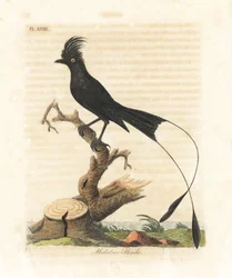 Stor vimpeldrongo, Dicrurus paradiseus (Malabar-tornskade, Lanius malabaricus). Håndkoloreret kobberplade tegnet og graveret af John Latham til hans eget værk A General History of Birds, Winchester