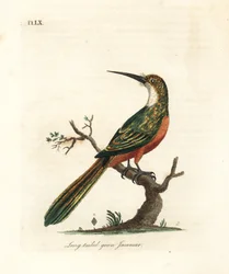 Grønhalet jakamar, Galbula galbula (langhalet grøn jakamar, Galbula viridis). Håndkoloreret kobberplade tegnet og graveret af John Latham til hans eget værk A General History of Birds, Winchester