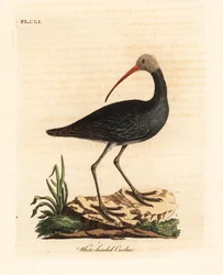 Hadada eller hadeda ibis, Bostrychia hagedash? (Hvidhovedet krølle, Numenius leucocephalus.) Håndfarvet kobberplade tegnet og indgraveret af John Latham fra hans egen A General History of Birds, Winchester