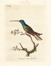 Harlekin kolibri, Trochilus multicolor. Fremstillet eksemplar i British Museum. Håndfarvet kobberplade tegnet og indgraveret af John Latham fra hans egen A General History of Birds, Winchester