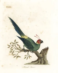 Hornet parakit, Eunymphicus cornutus. Sårbar (Horned papegøje, Psittacus bisetis.) Håndfarvet kobberplade tegnet og indgraveret af John Latham fra hans egen A General History of Birds, Winchester